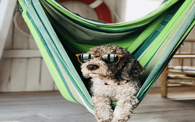 What Do Hotels Have to Offer Your Pets